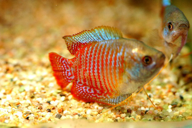 COLISA LALIA